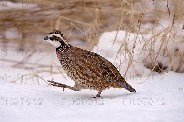 Northern Bobwhite