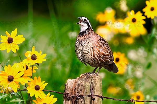 Northern Bobwhite