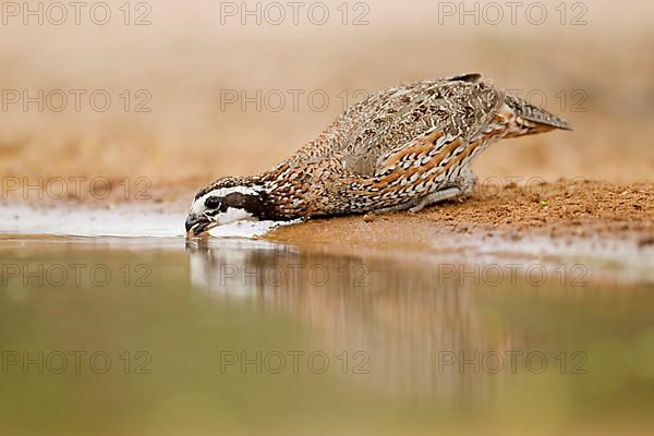 Virginia quail