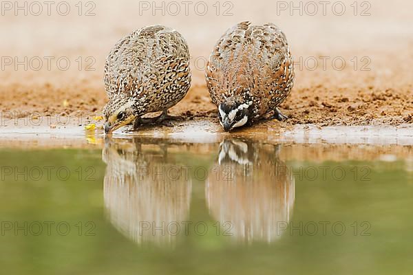 Virginia quail