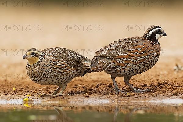 Virginia quail