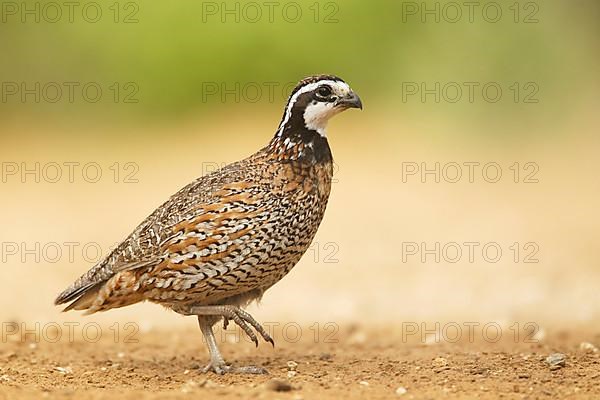 Virginia quail