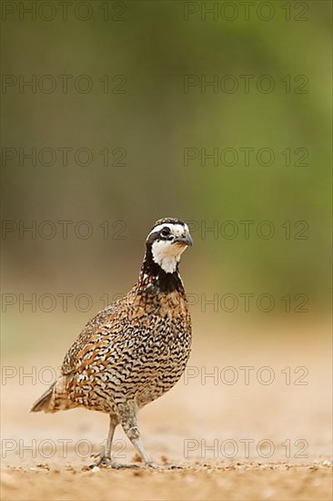 Virginia quail