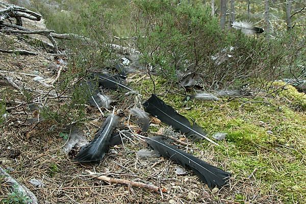 Western Capercaillie