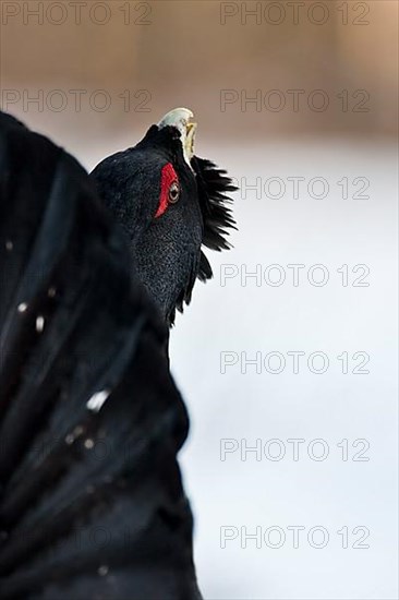 Capercaillie