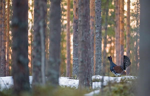 Capercaillie