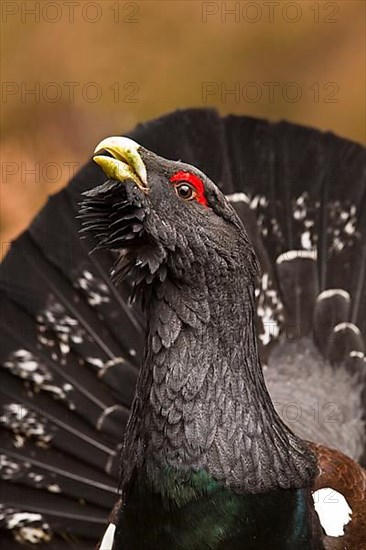 Western western capercaillie