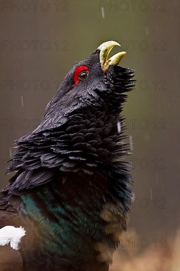 Western western capercaillie