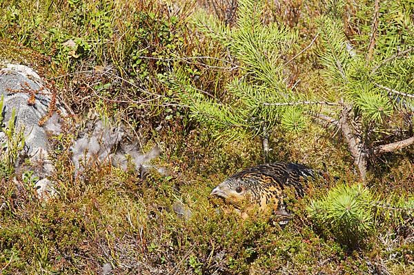 Western capercaillies