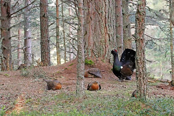 Western Capercaillie