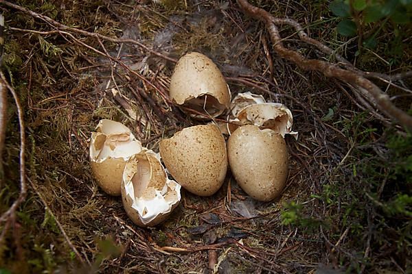 Western Capercaillie