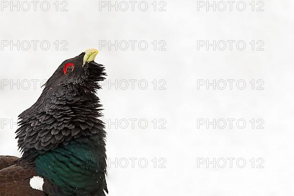 Western western capercaillie