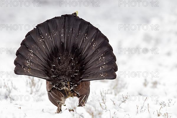 Western western capercaillie