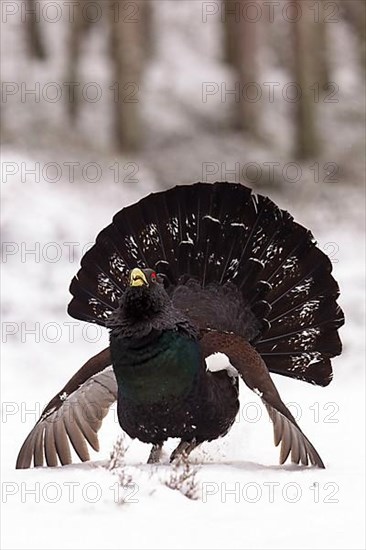 Capercaillie