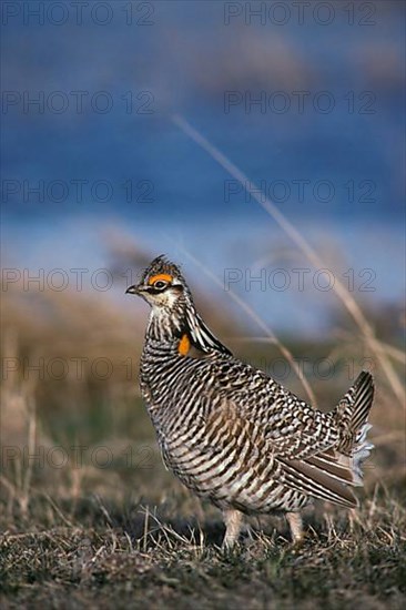 Greater prairie chicken