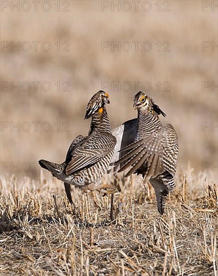 Greater prairie chicken