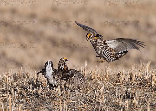 Greater prairie chicken