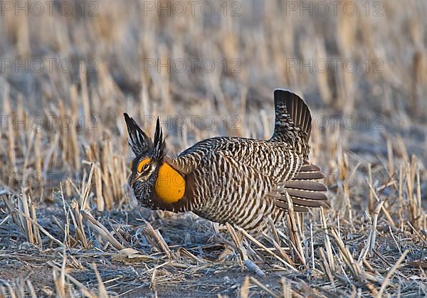 Greater prairie chicken