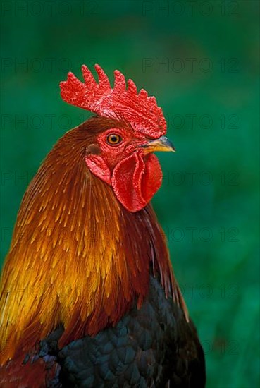 Red junglefowl