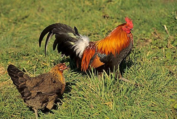 Red junglefowl