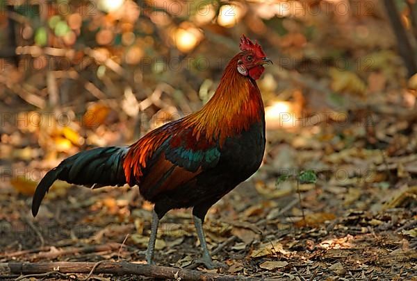 Red Junglefowl