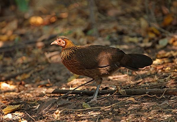 Bankiva chicken