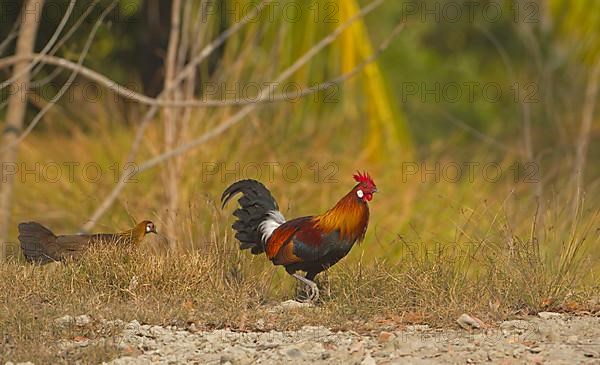 Bankiva chicken