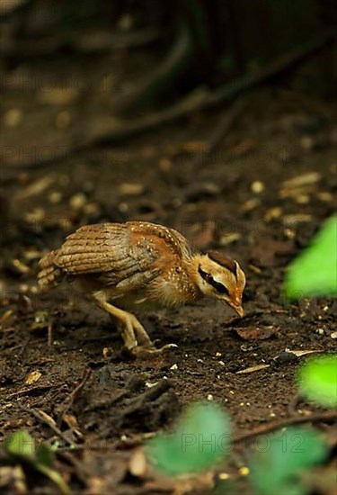 Red Junglefowl