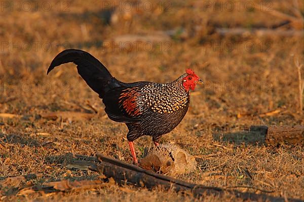 Grey Junglefowl