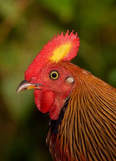 Ceylon Junglefowl