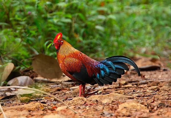 Ceylon Junglefowl