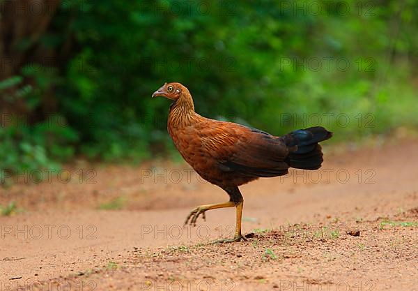 Ceylon Junglefowl