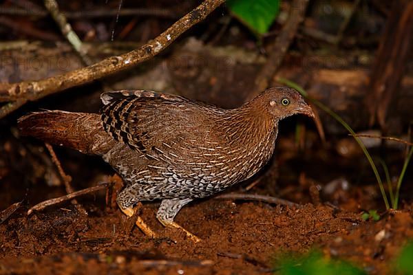 Ceylon Junglefowl