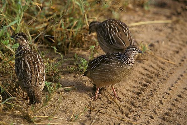 Crested francolin