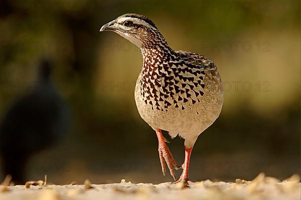 Crested francolin