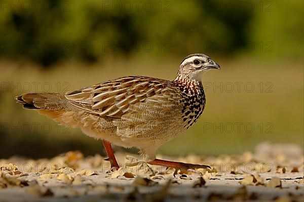 Crested francolin