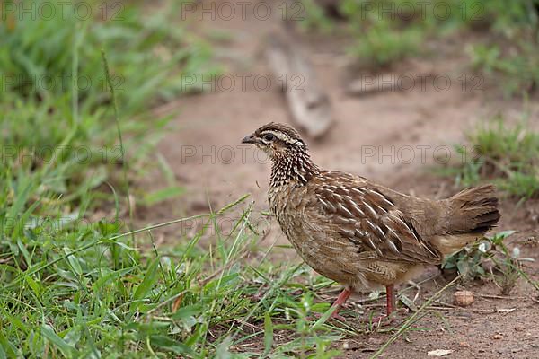 Crested francolin