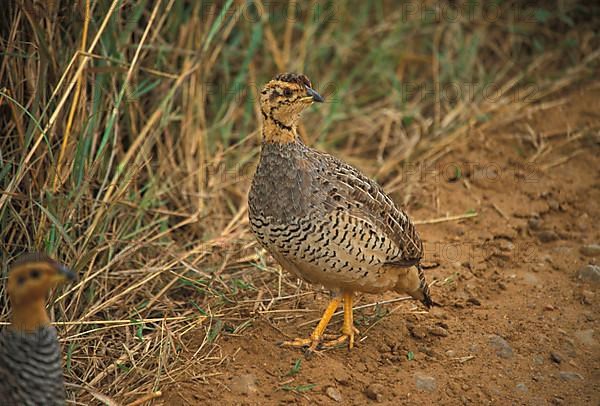 Coqui coqui francolin