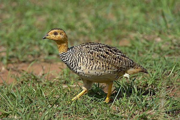 Coqui coqui francolin