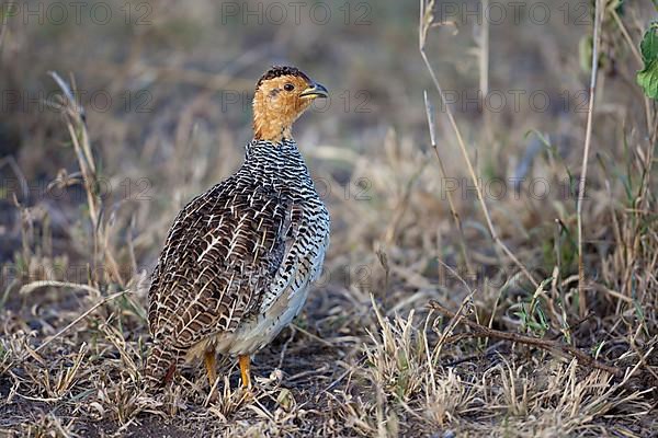 Coqui Francolin