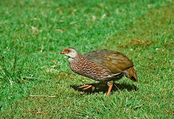 Jackson's Francolin