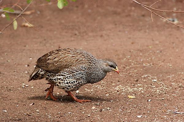 Natal natal spurfowl