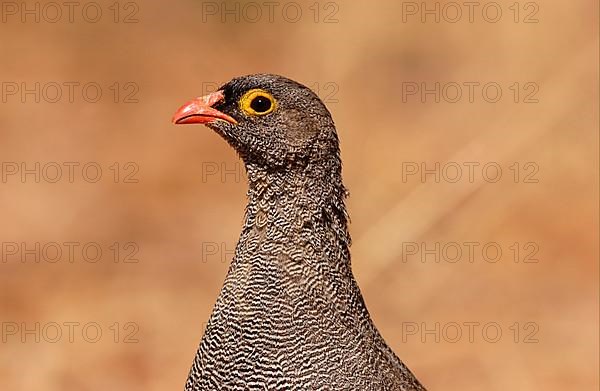 Red-billed spurfowl