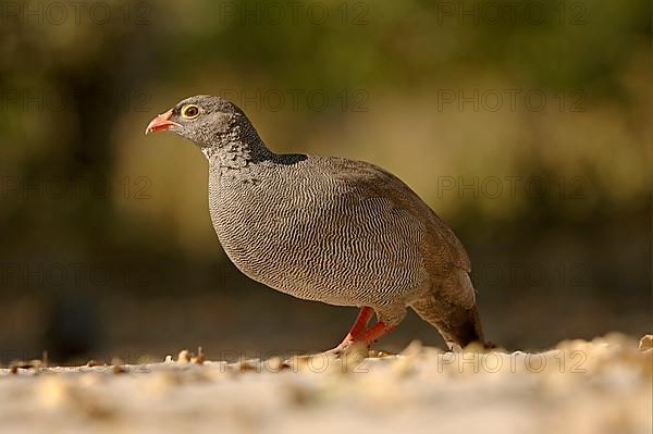 Red-billed spurfowl