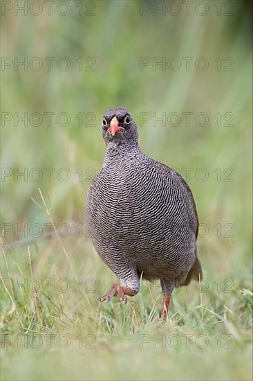 Red-billed spurfowl