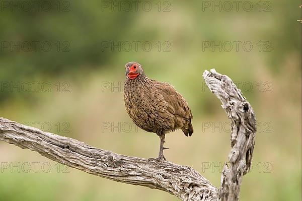 Swainson's swainson's spurfowl