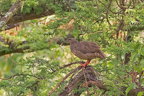 Hildebrandt's Francolin