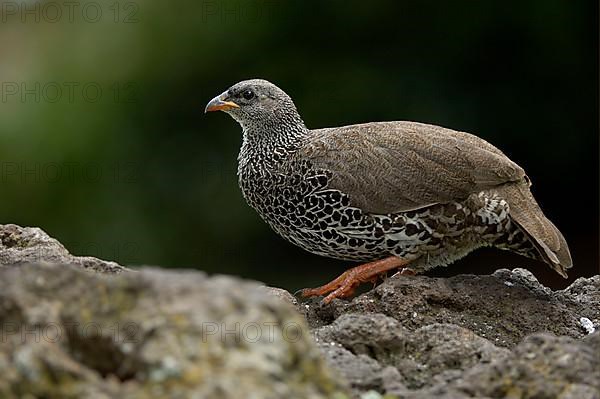 Hildebrandt's francolin