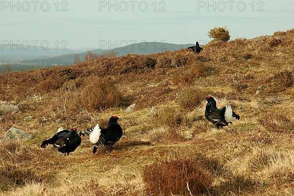 Black Grouse