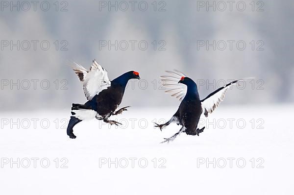 Black grouse